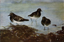 Black Turnstone