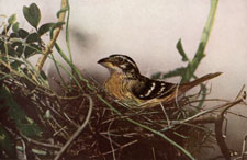 Black-headed Grosbeak