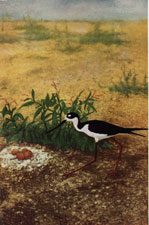 Black-necked Stilt