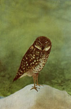 Burrowing Owl