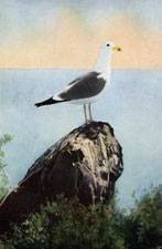 California Gull