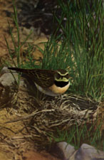 California Horned Lark