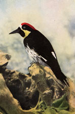 California Woodpecker