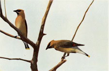 Cedar Waxwing