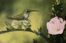 Costa's Hummingbird