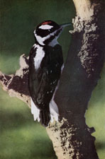 Hairy Woodpecker