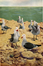 Heerman's Gull