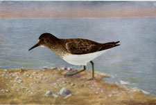 Least Sandpiper