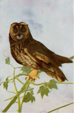 Long-eared Owl