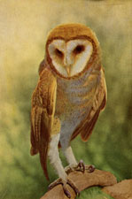 Barn Owl