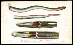 The Gastrobranchus, or Blind-Fish
