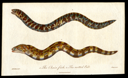 The Chain Fish, The netted Eel