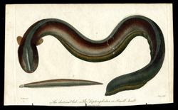 The electrical Eel, The Leptocephalus, or Small-head