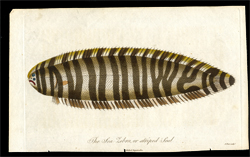 The Sea Zebra, or striped Soal [Sole]