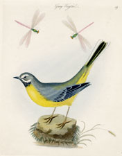 Grey Wagtail