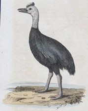 Cassowary