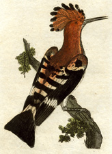 Hoopoe