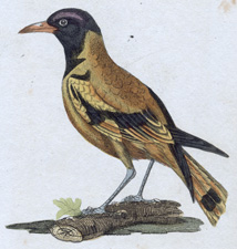 Indian Icterus