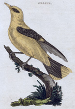 Oriole