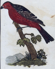 Pine Grosbeak