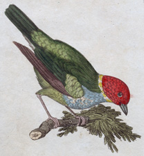 Red-headed Green Finch