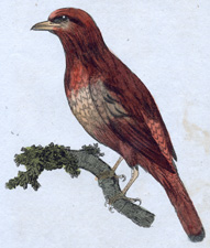 Surinam Red Bird