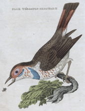Blue-throated Redstart
