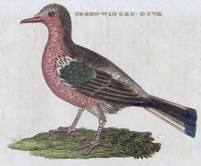 Green-winged Dove