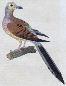 Long-tailed Dove