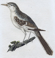 Mock Bird [Mockingbird]