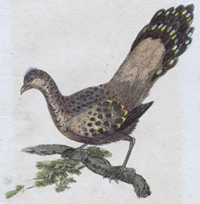 Peacock Pheasant