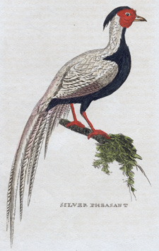 Silver Pheasant