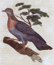 Stock Pigeon