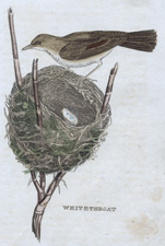 Whitethroat