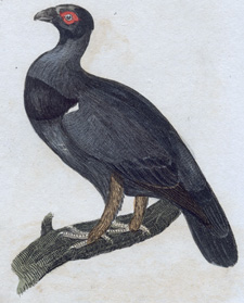 Wood Grouse