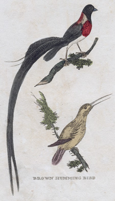 Long-tailed Finch, Brown Humming Bird