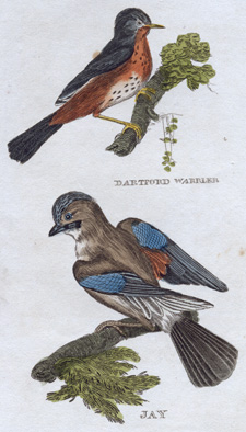Dartford Warbler, Jay