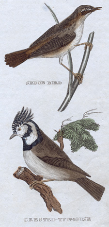 Sedge Bird Crested Titmouse