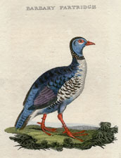 Barbary Partridge