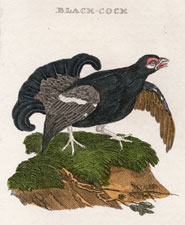 Black Cock