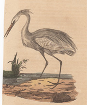 Egret