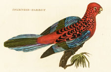 Splendid Parrot