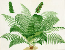 Asplenium Filix Foemina