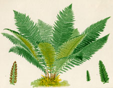 Polypodium alpestre