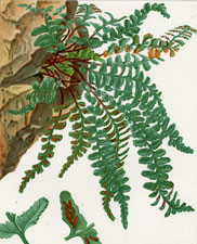 Asplenium marinum