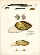 Plate LVIII