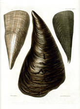 Plate XXVI