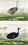 American Ostrich, Cassowary