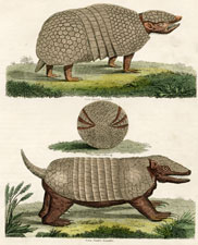 Armadillo