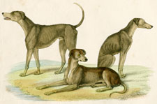 The African Bloodhounds